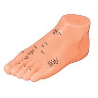 Pied anatomique en caoutchouc souple 15 cm Pied anatomique en caoutchouc souple 15 cm